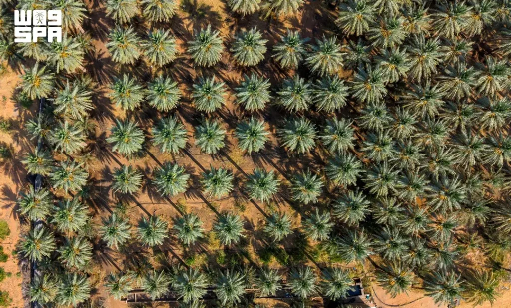 Saudi Arabia Leads Global Date Exports for Fourth Consecutive Year