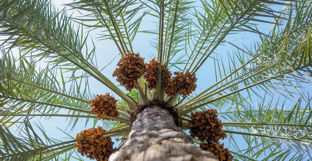 Saudi Arabia Leads Global Date Exports for Fourth Consecutive Year