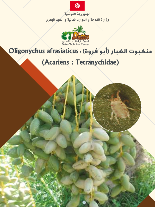 عنكبوت الغبار